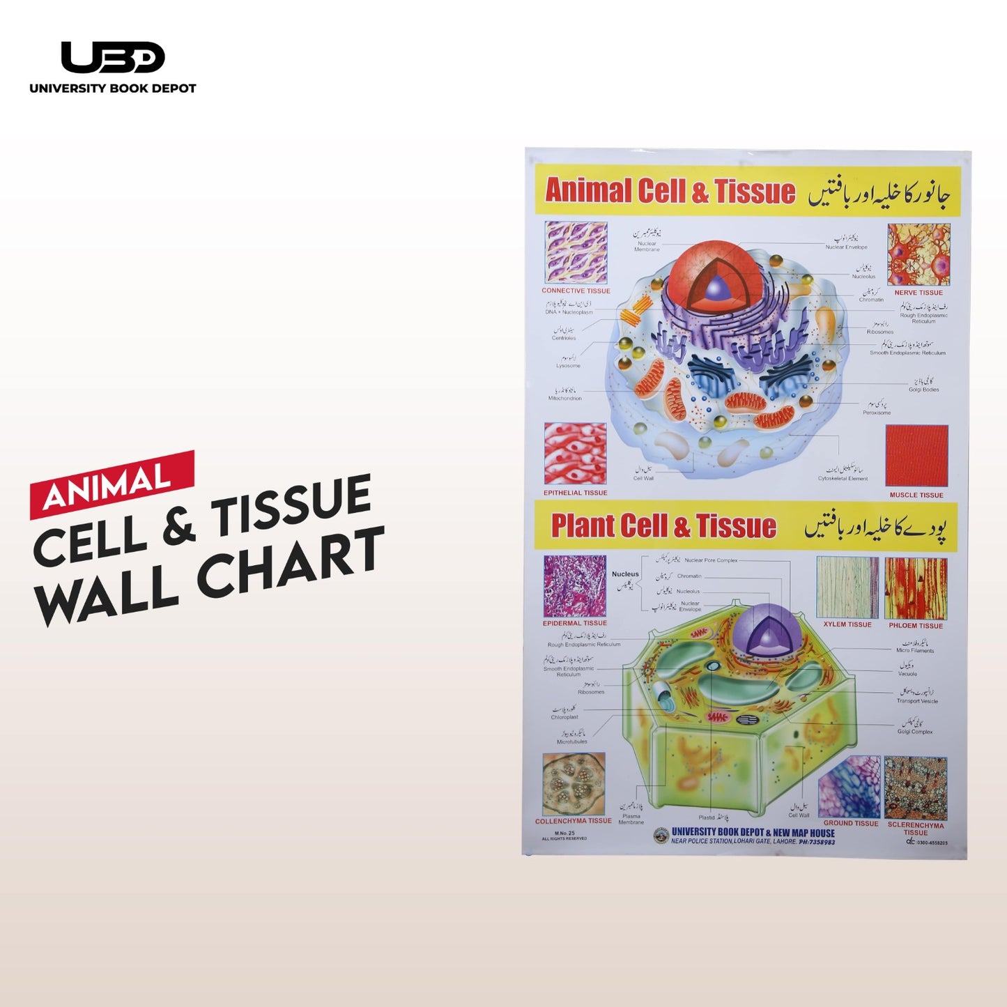 Animal Cell & Tissue Wall Chart | Biology Educational Chart