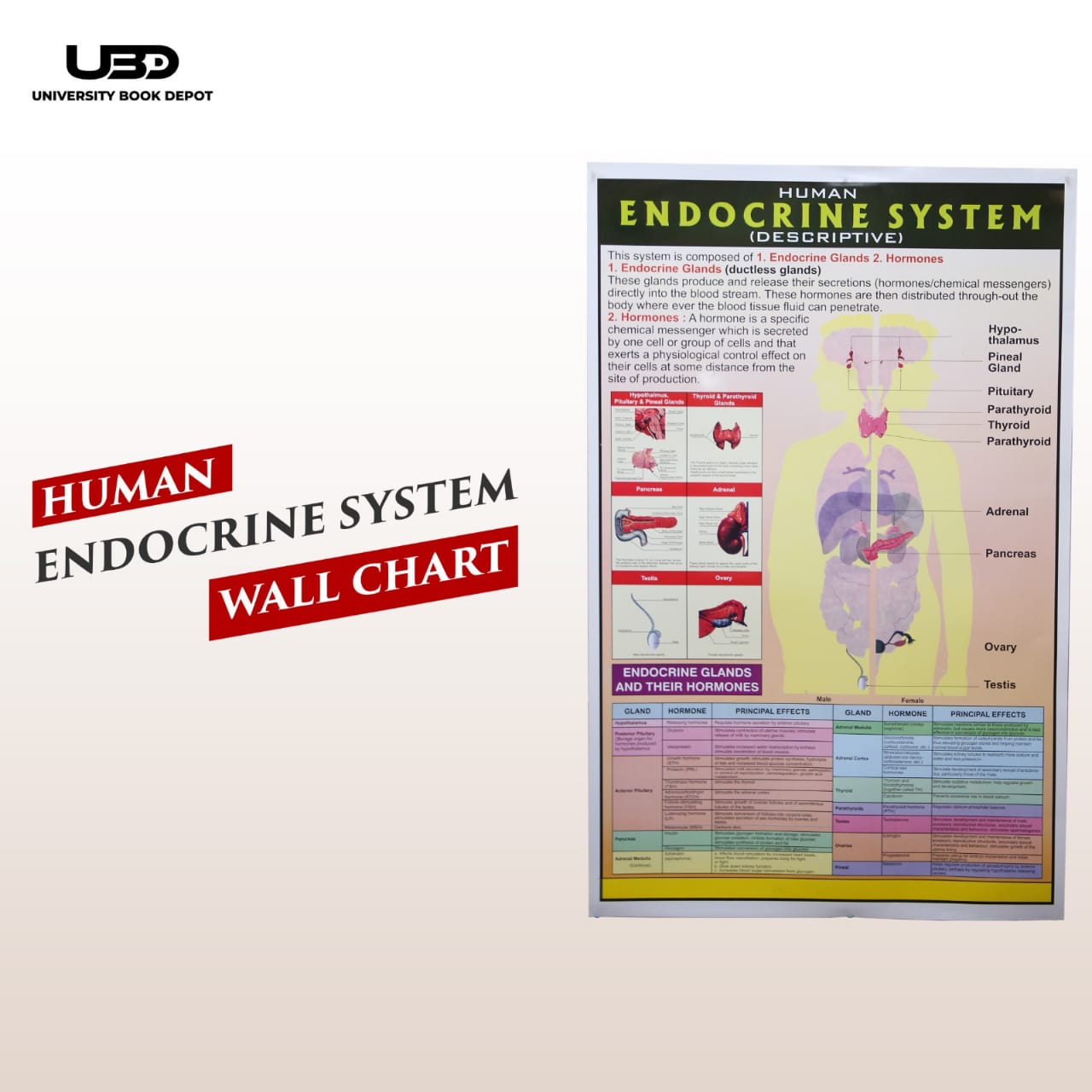 Human Endocrine System Wall Chart | Biology Educational Anatomy Chart