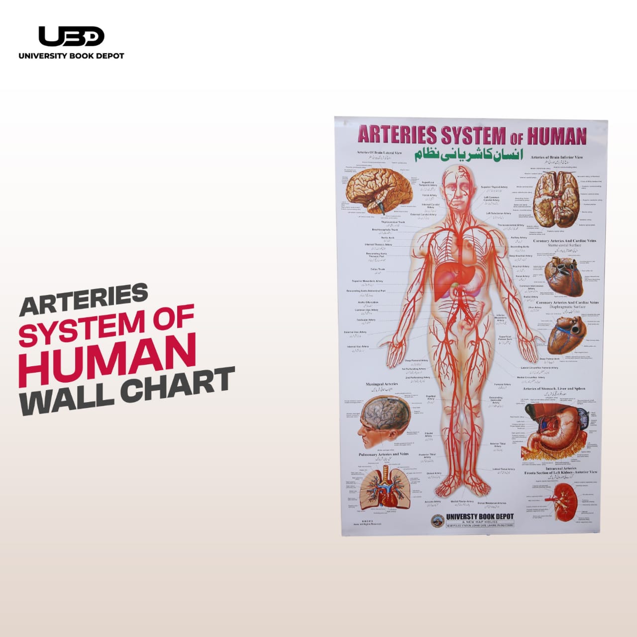 Human Arterial System Wall Chart | Human Anatomy Educational Chart