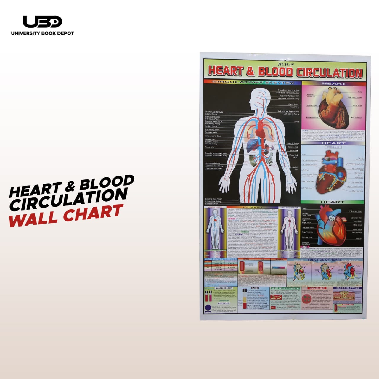 Heart & Blood Circulation Wall Chart | Human Anatomy Educational Chart