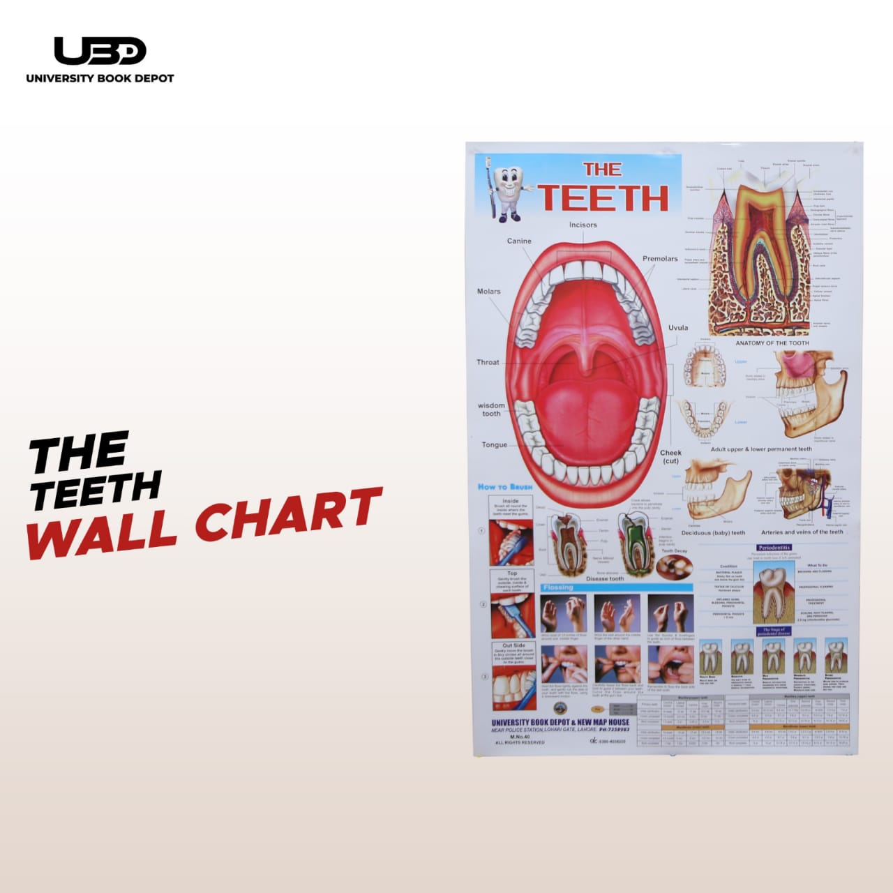 The Teeth Wall Chart | Human Dental Anatomy Educational Chart