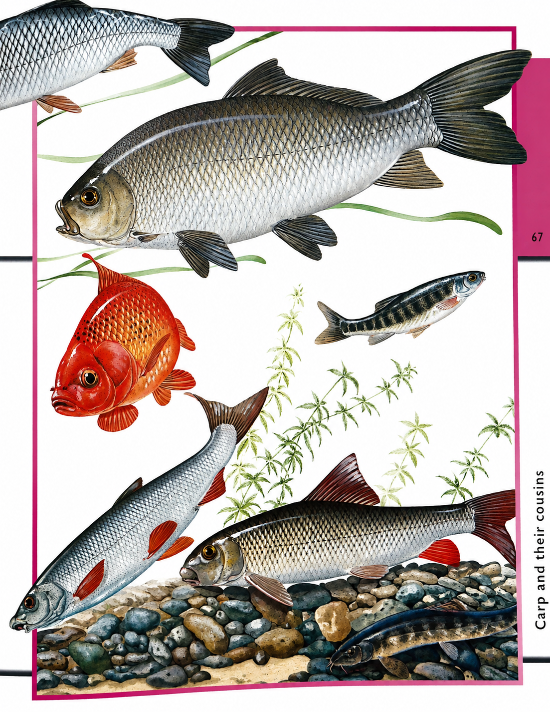 Fantastic World of Animals – Over 1000 Animals Illustrated in Detail