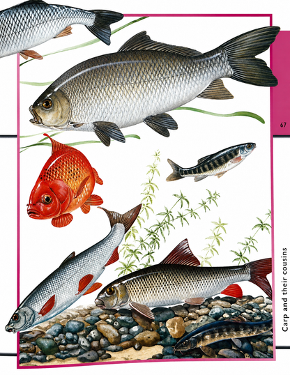 Fantastic World of Animals – Over 1000 Animals Illustrated in Detail