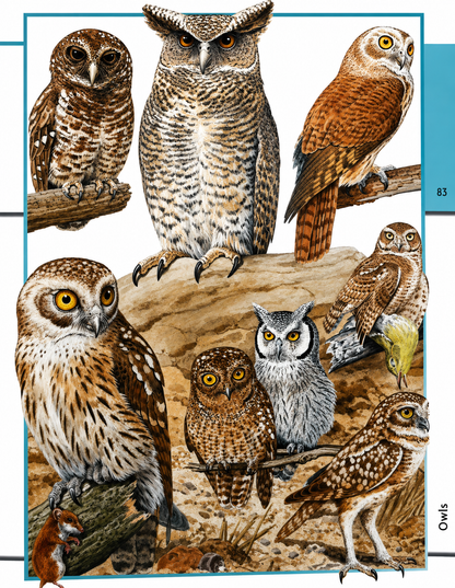 Fantastic World of Animals – Over 1000 Animals Illustrated in Detail