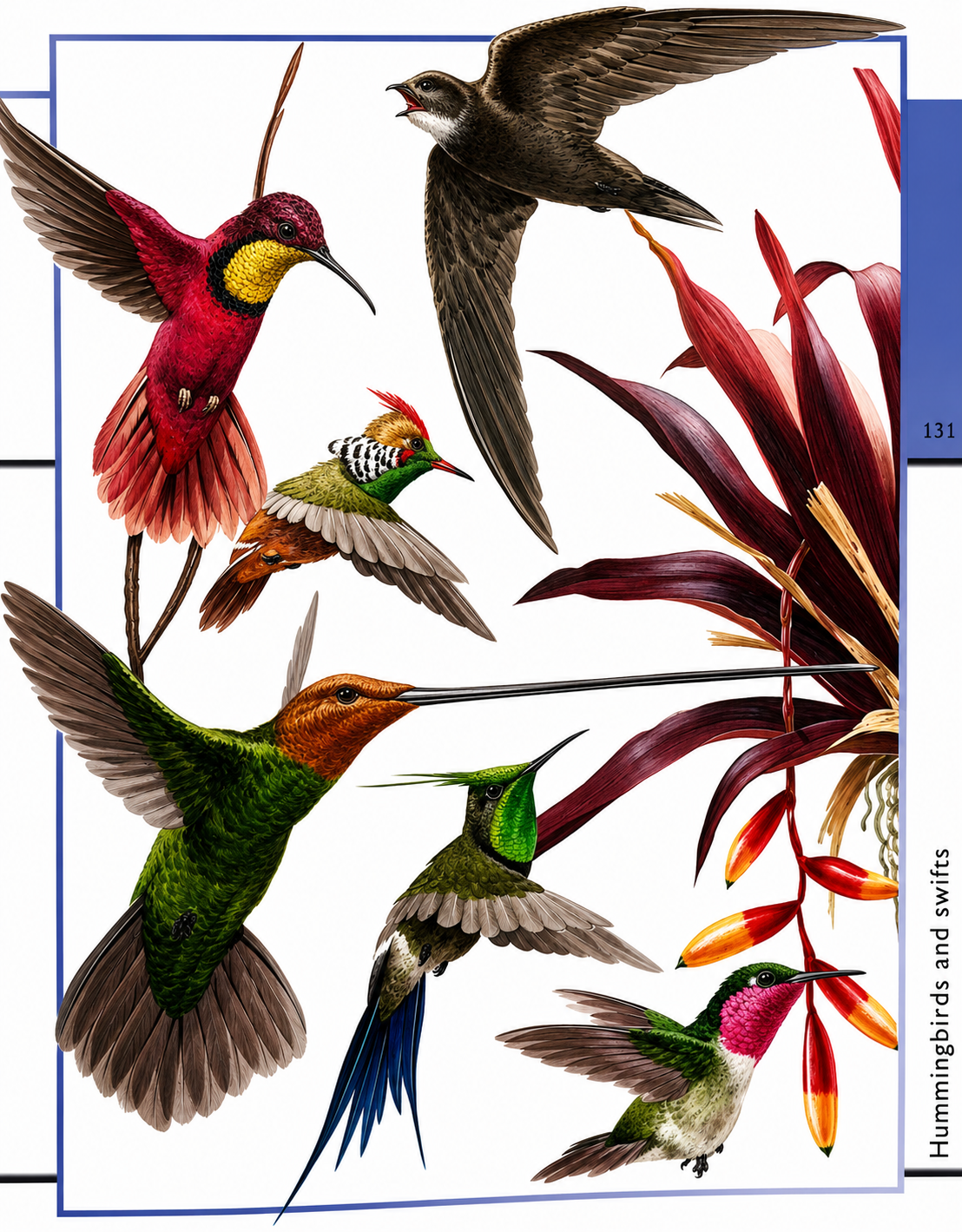 Fantastic World of Animals – Over 1000 Animals Illustrated in Detail