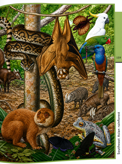 Fantastic World of Animals – Over 1000 Animals Illustrated in Detail