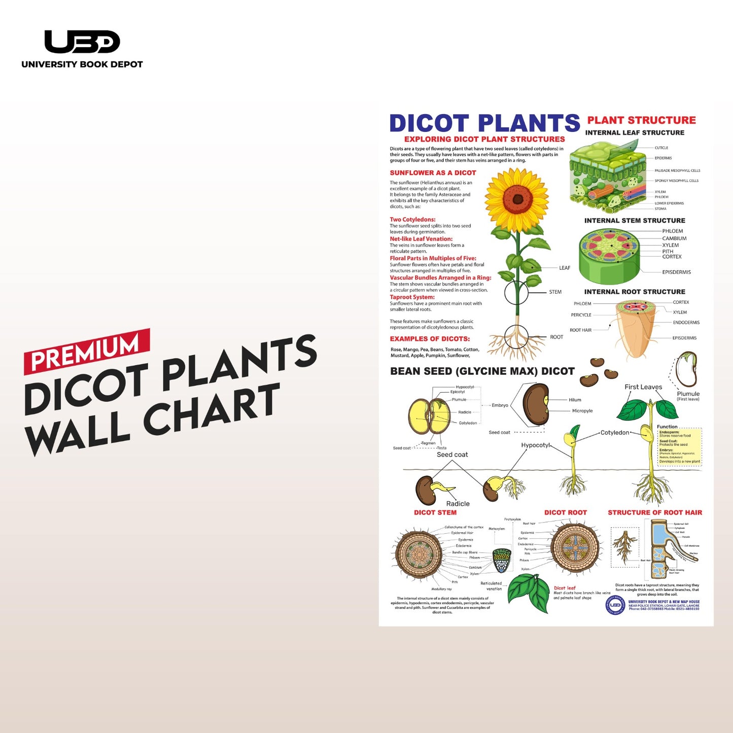 Premium Dicot Plants Wall Chart | Biology Educational Plant Chart