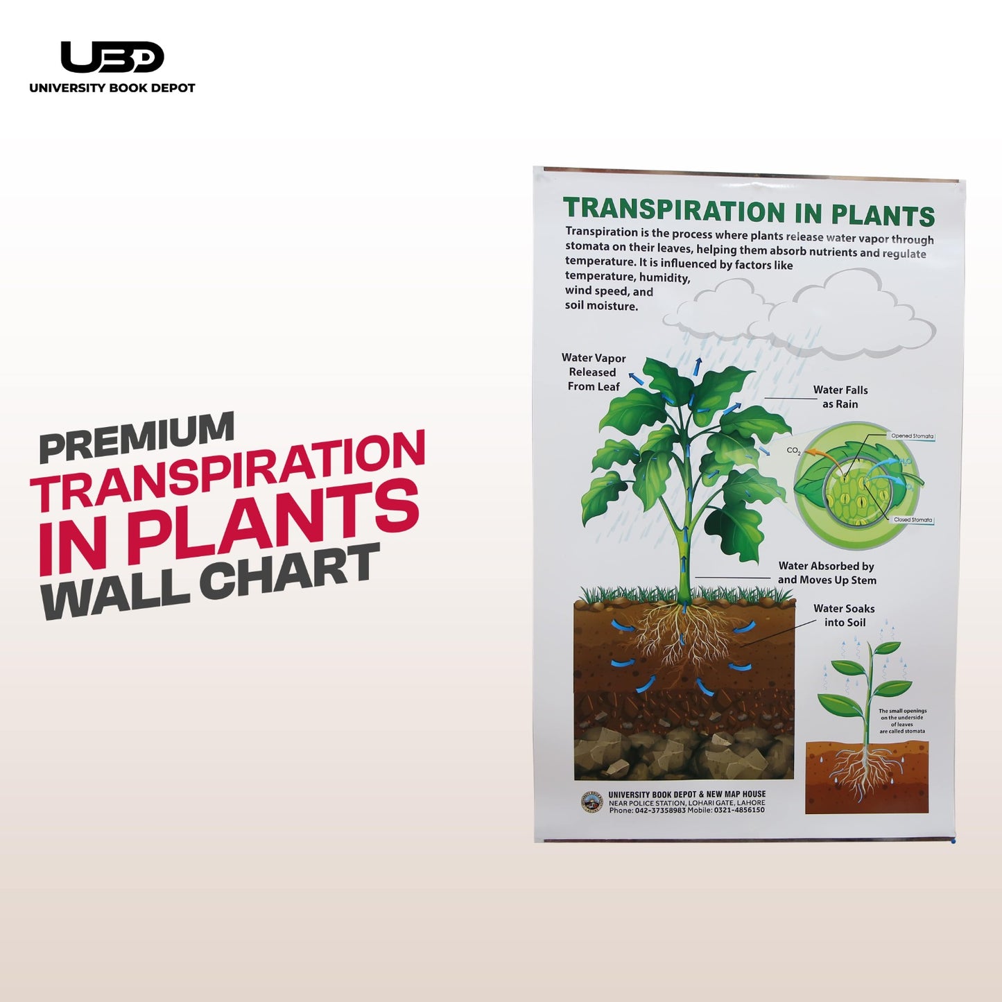Premium Transpiration in Plants Wall Chart | Biology Educational Chart
