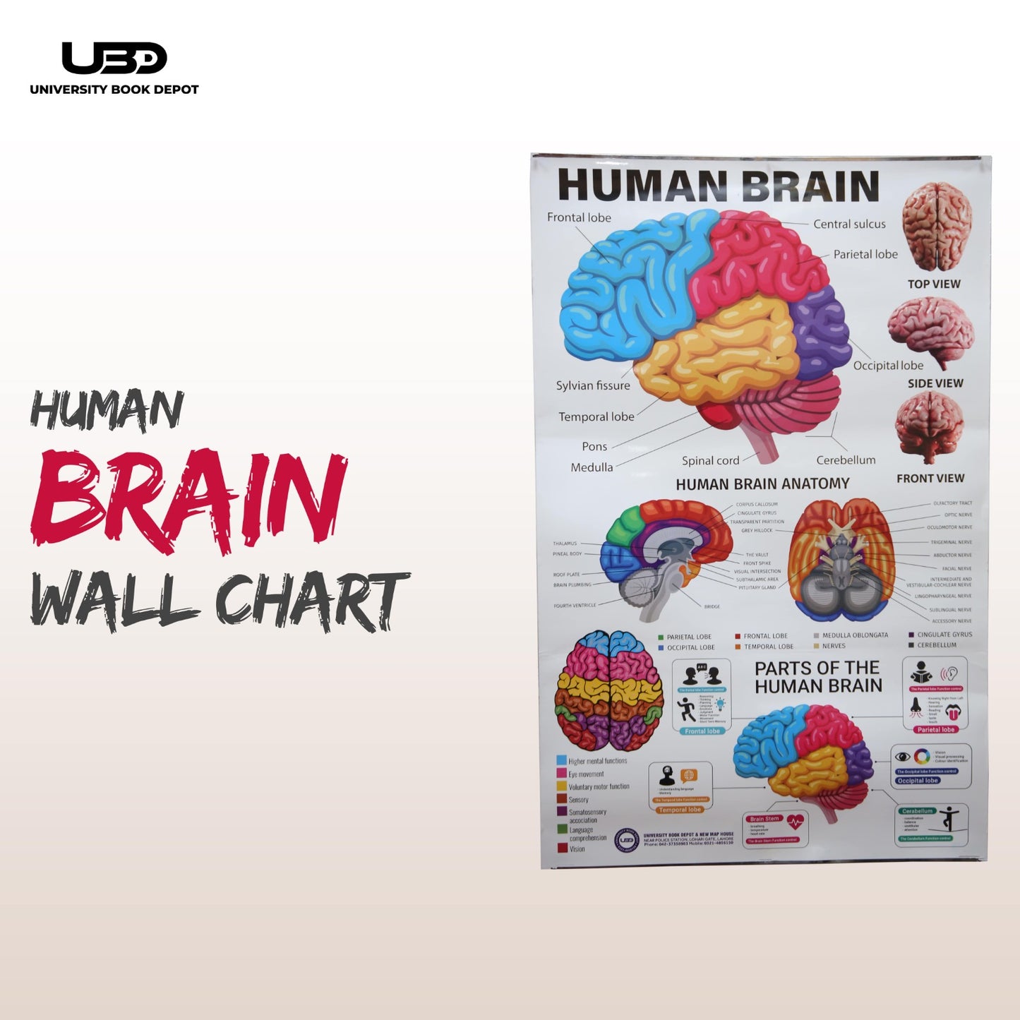 Human Brain Wall Chart | Biology Educational Anatomy Chart