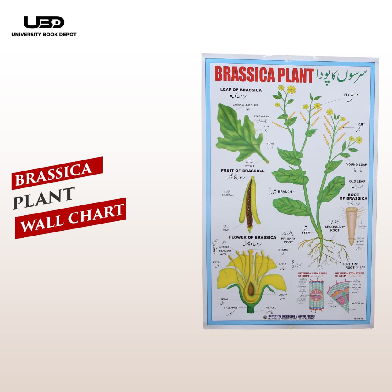 Brassica Plant Wall Chart | Botany Educational Biology Chart