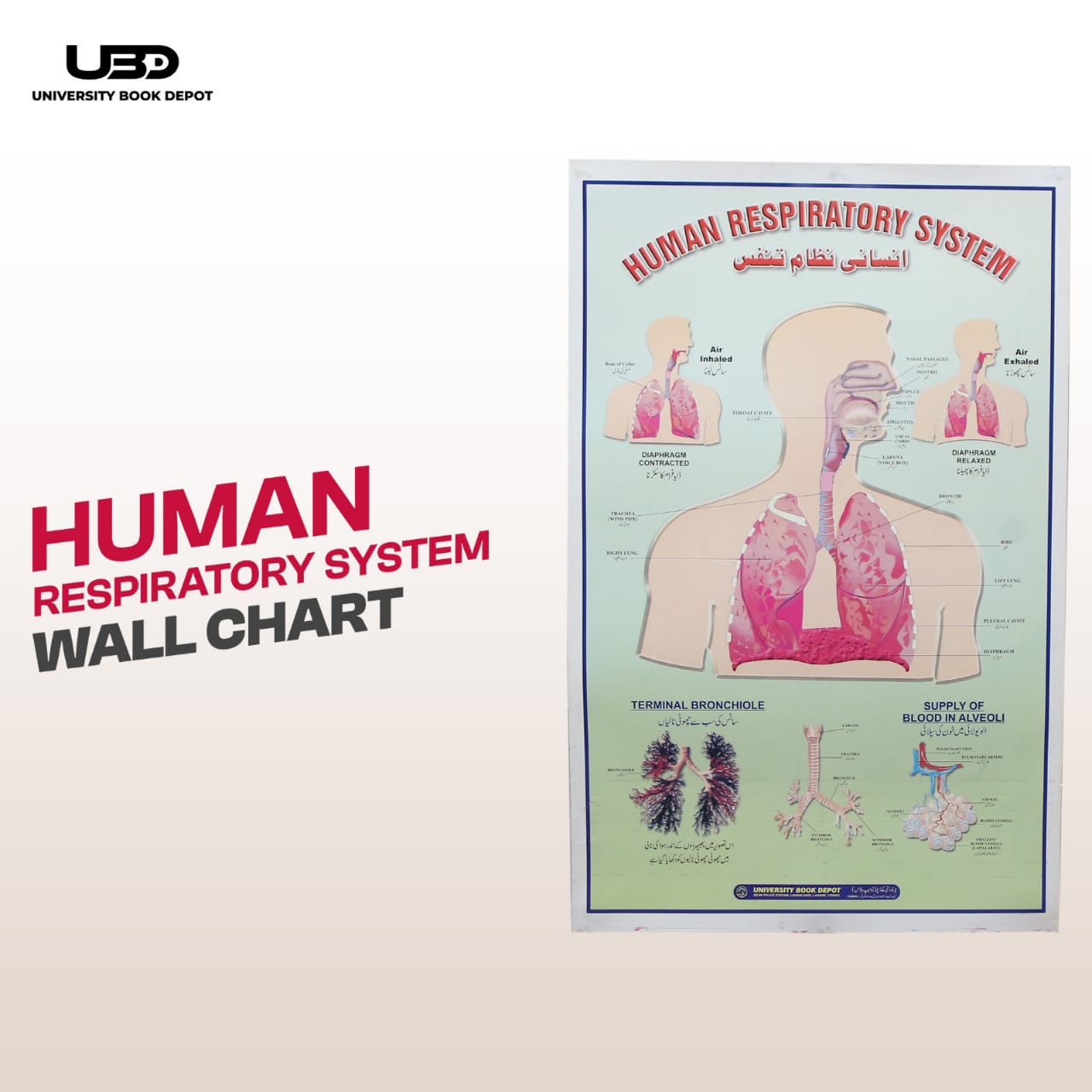 Human Respiratory System Wall Chart | Biology Educational Anatomy Chart