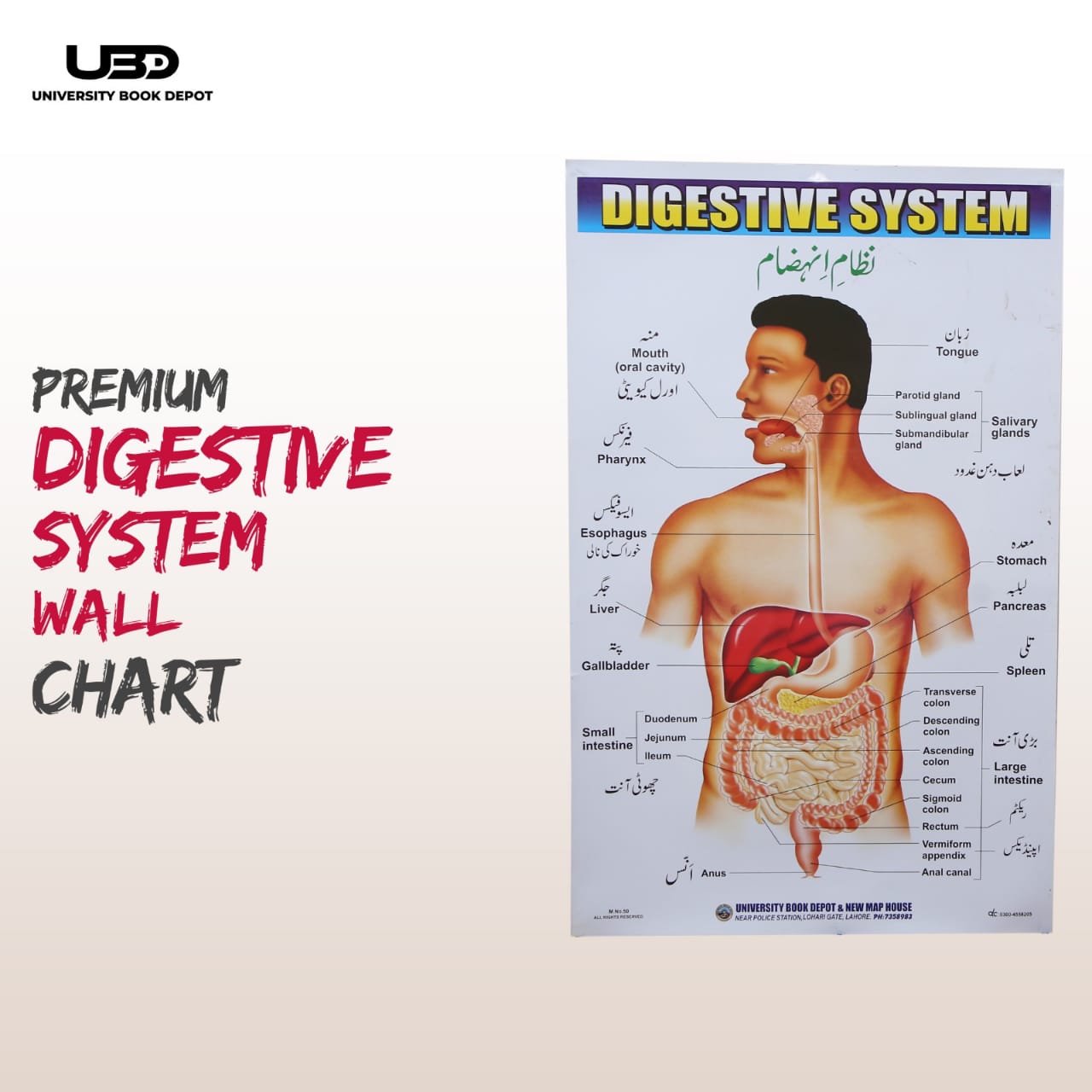 Premium Human Digestive System Wall Chart | Biology Anatomy Chart