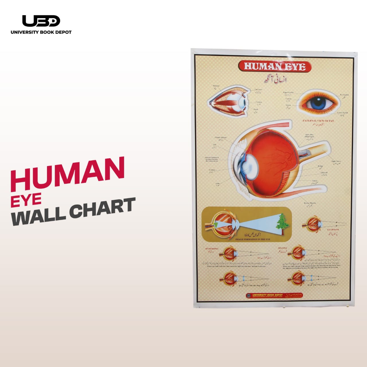 Human Eye Wall Chart | Human Anatomy Educational Biology Chart