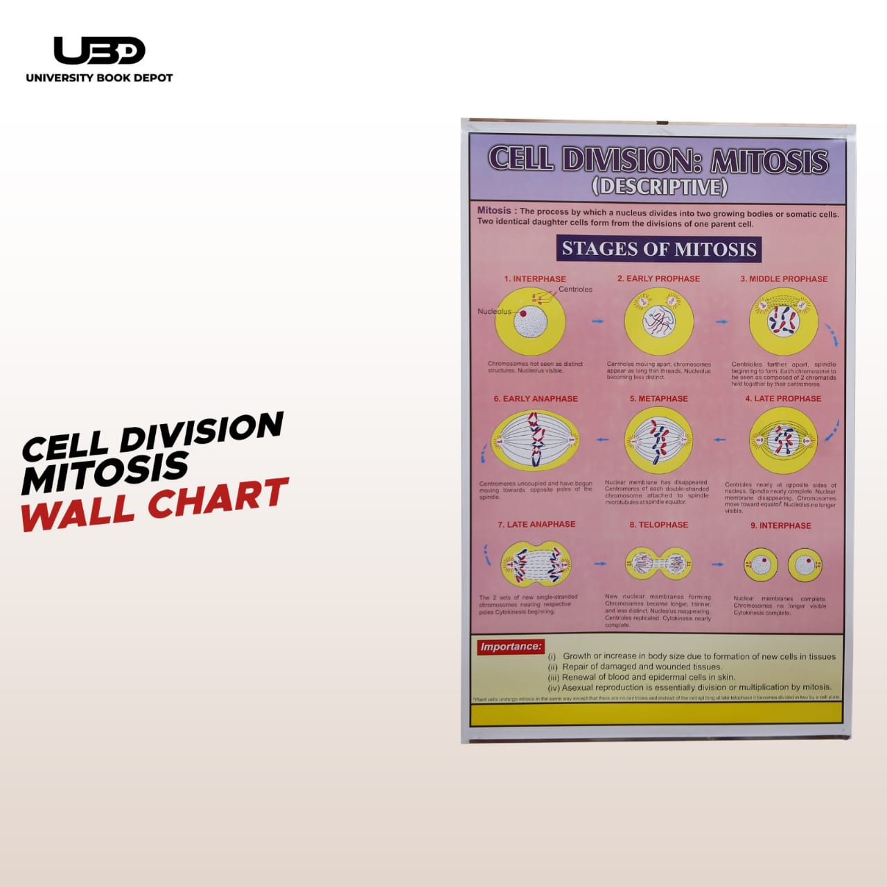 Cell Division Mitosis Wall Chart | Biology Educational Chart