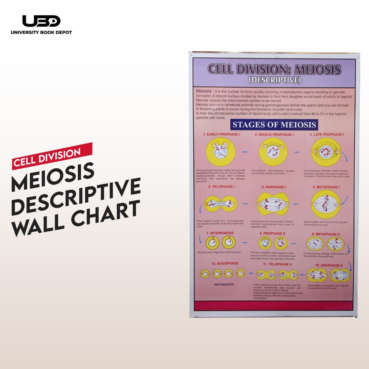 Cell Division Meiosis Wall Chart | Biology Educational Descriptive Chart