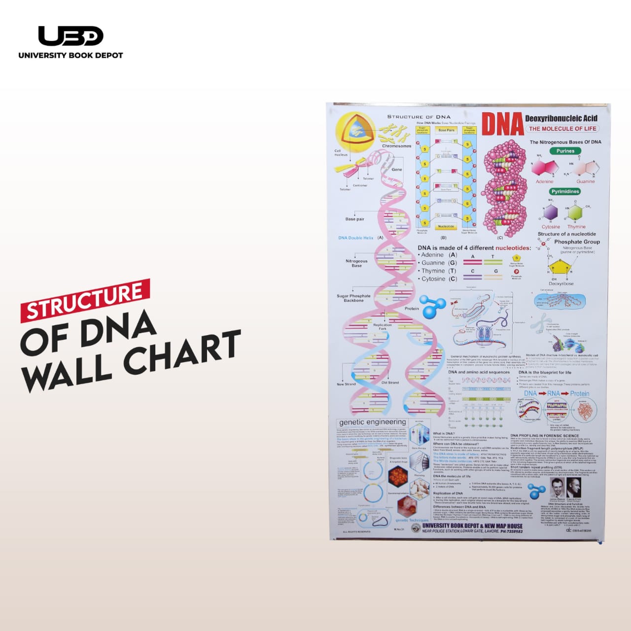 Structure of DNA Wall Chart | Biology Genetics Educational Chart