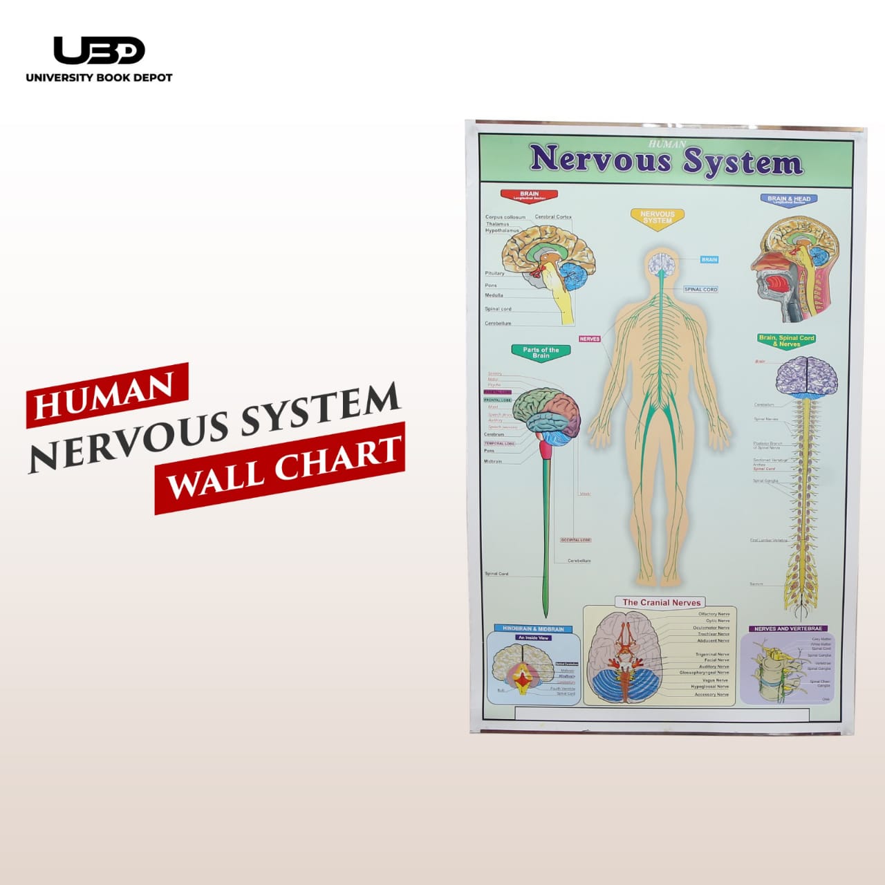 Human Nervous System Wall Chart | Biology Educational Anatomy Chart
