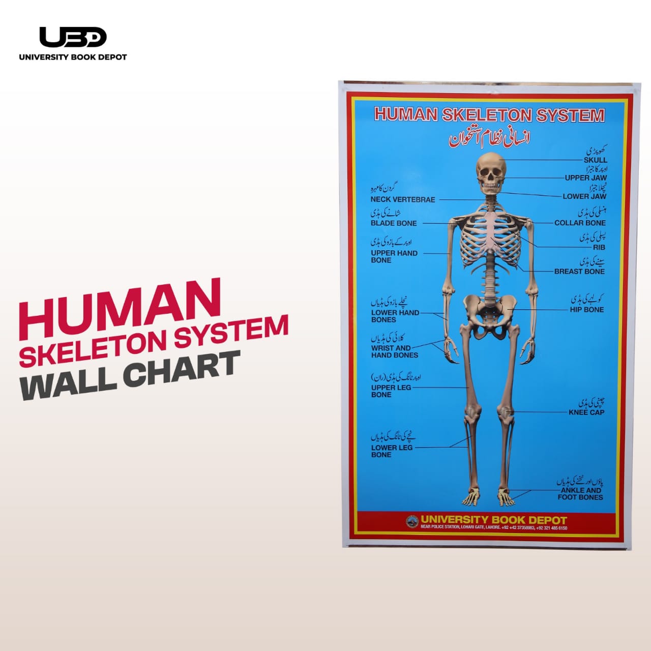 Human Skeleton System Wall Chart | Biology Anatomy Educational Chart