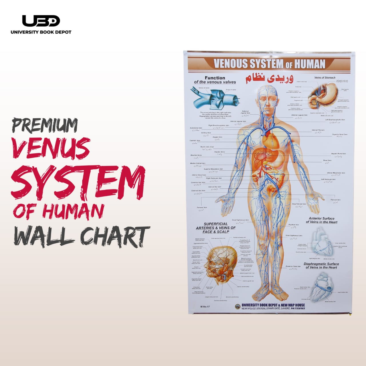 Premium Human Venous System Wall Chart | Anatomy Educational Chart
