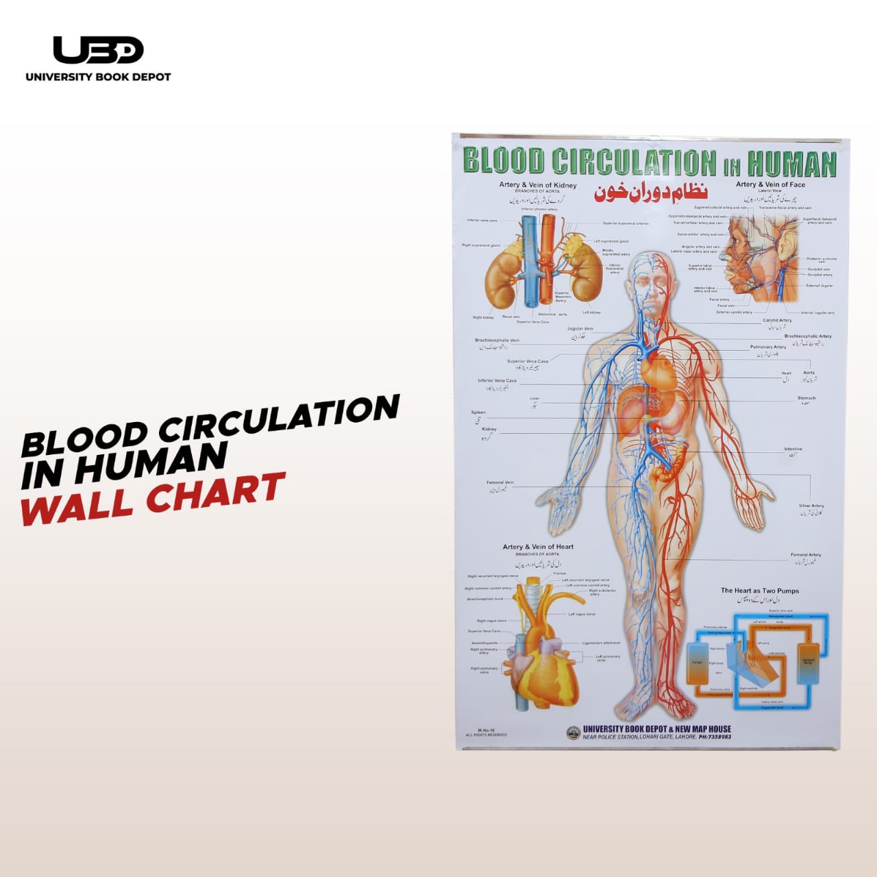 Blood Circulation in Human Wall Chart | Biology Anatomy Educational Chart