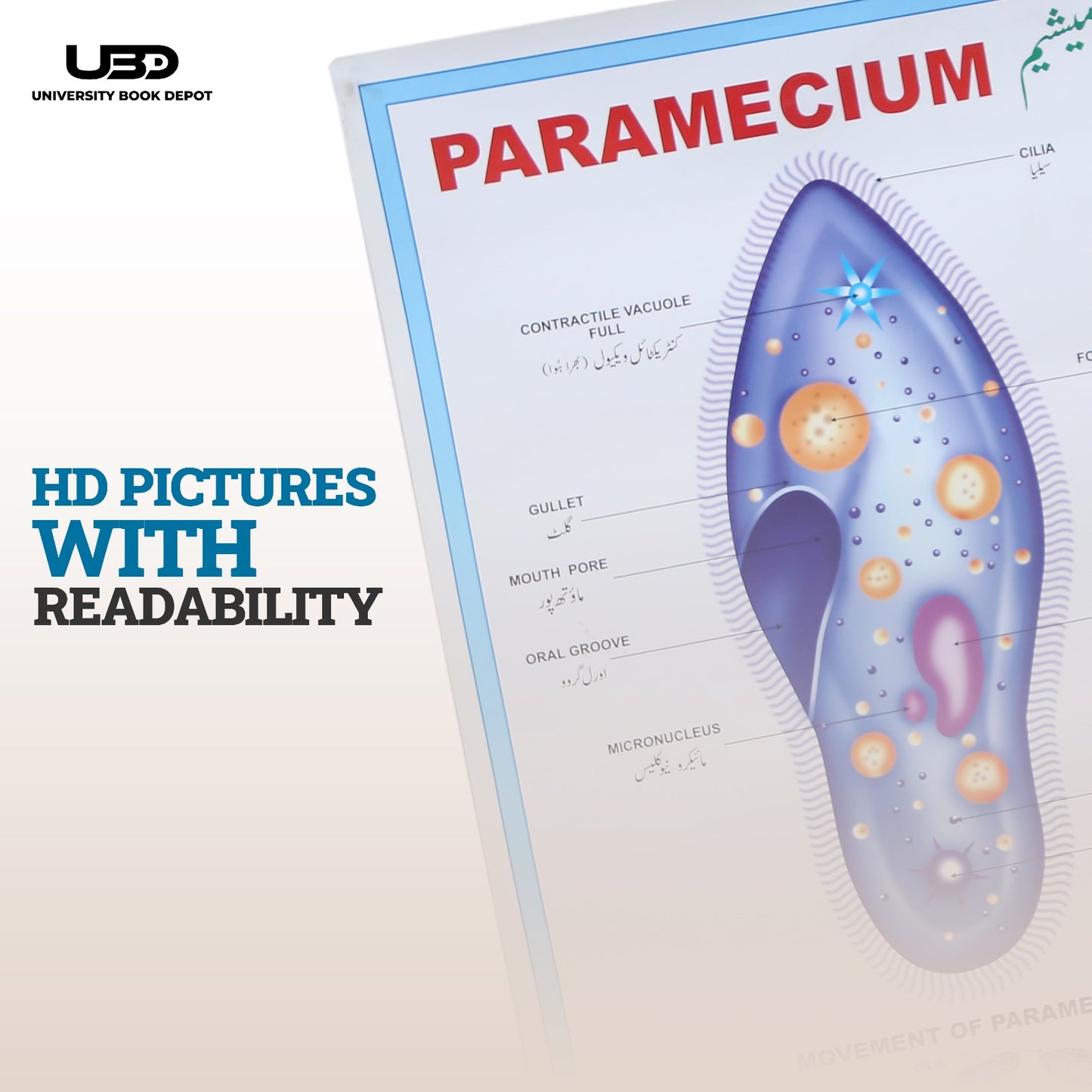 Paramecium Wall Chart | HD Biology Educational Microorganism Poster