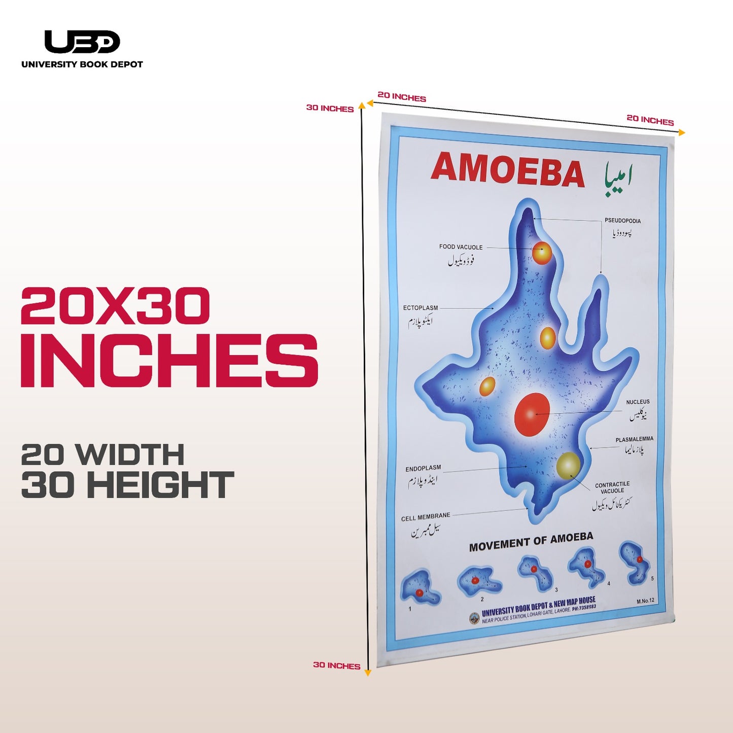 Amoeba Wall Chart | HD Biology Educational Microorganism Poster